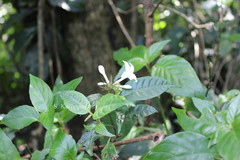 Ophiorrhiza grandiflora